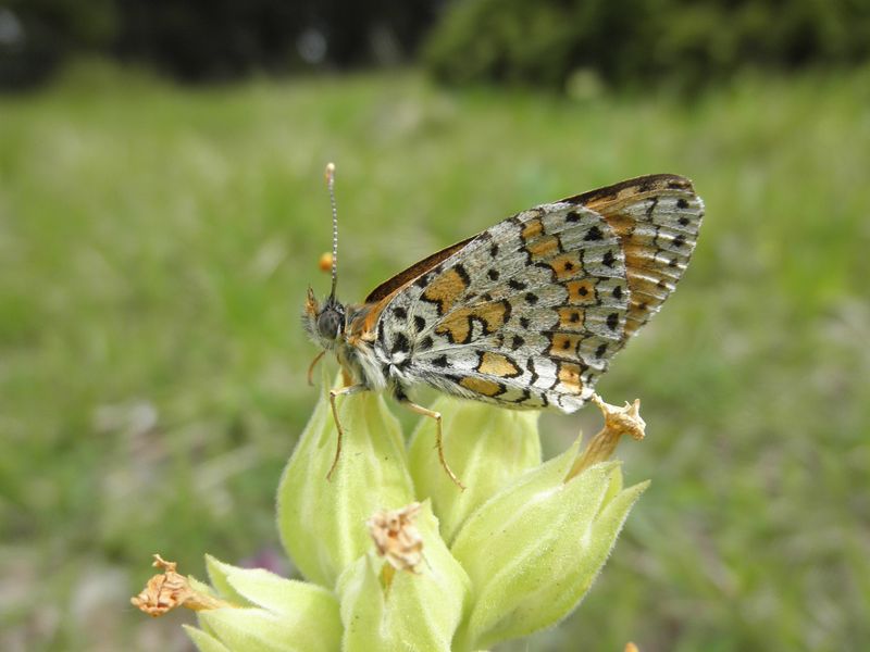 Fritilaria della Grecia